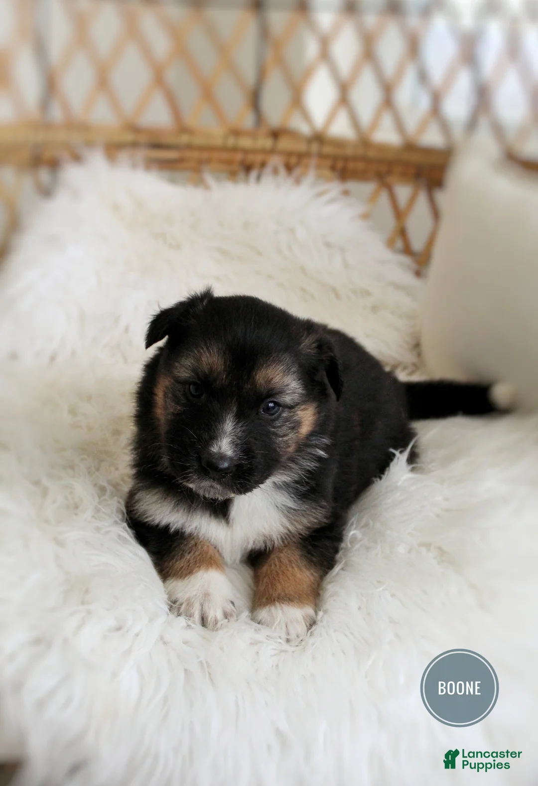Mixed Breed dogs for sale: Boone  - Ad 1
