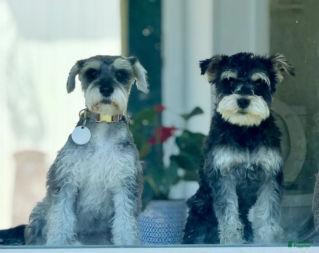 Miniature Schnauzer dogs for sale: Miniature Schnauzer 3 - Ad 2