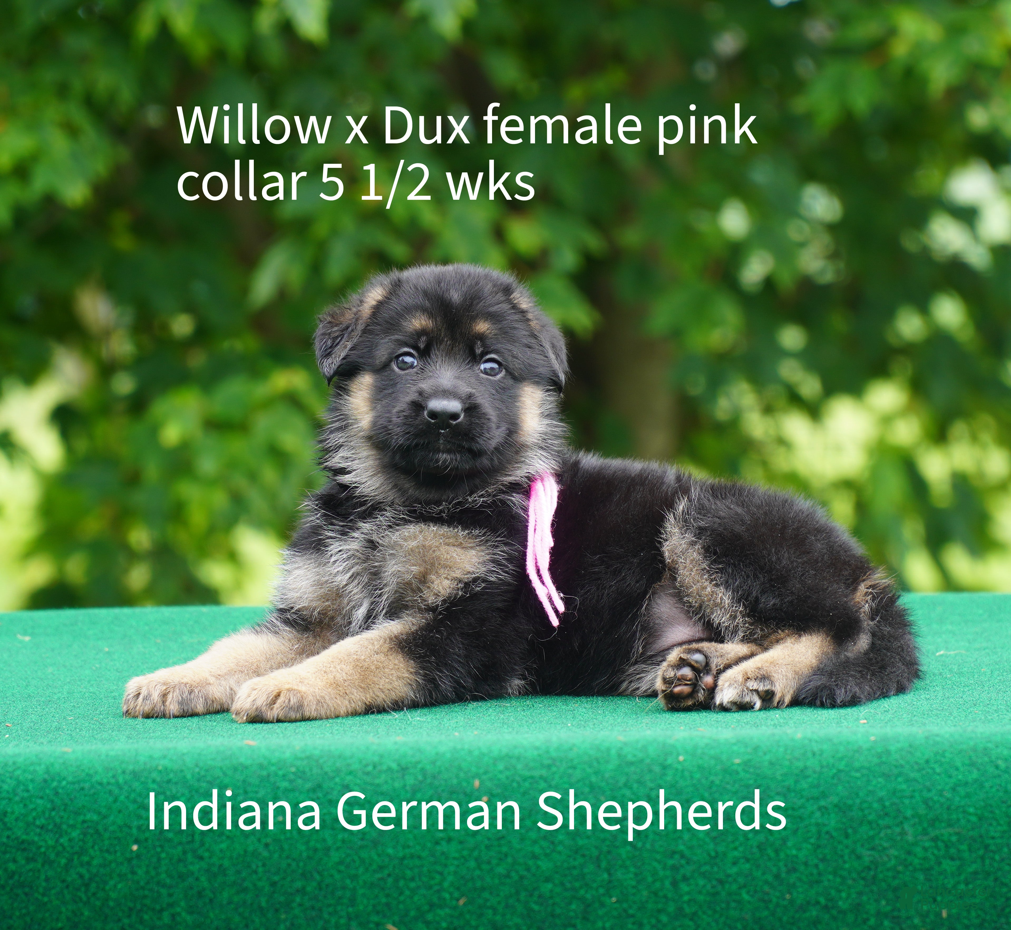 German Shepherd dogs German Shepherd Puppy female pink collar - Ad 22