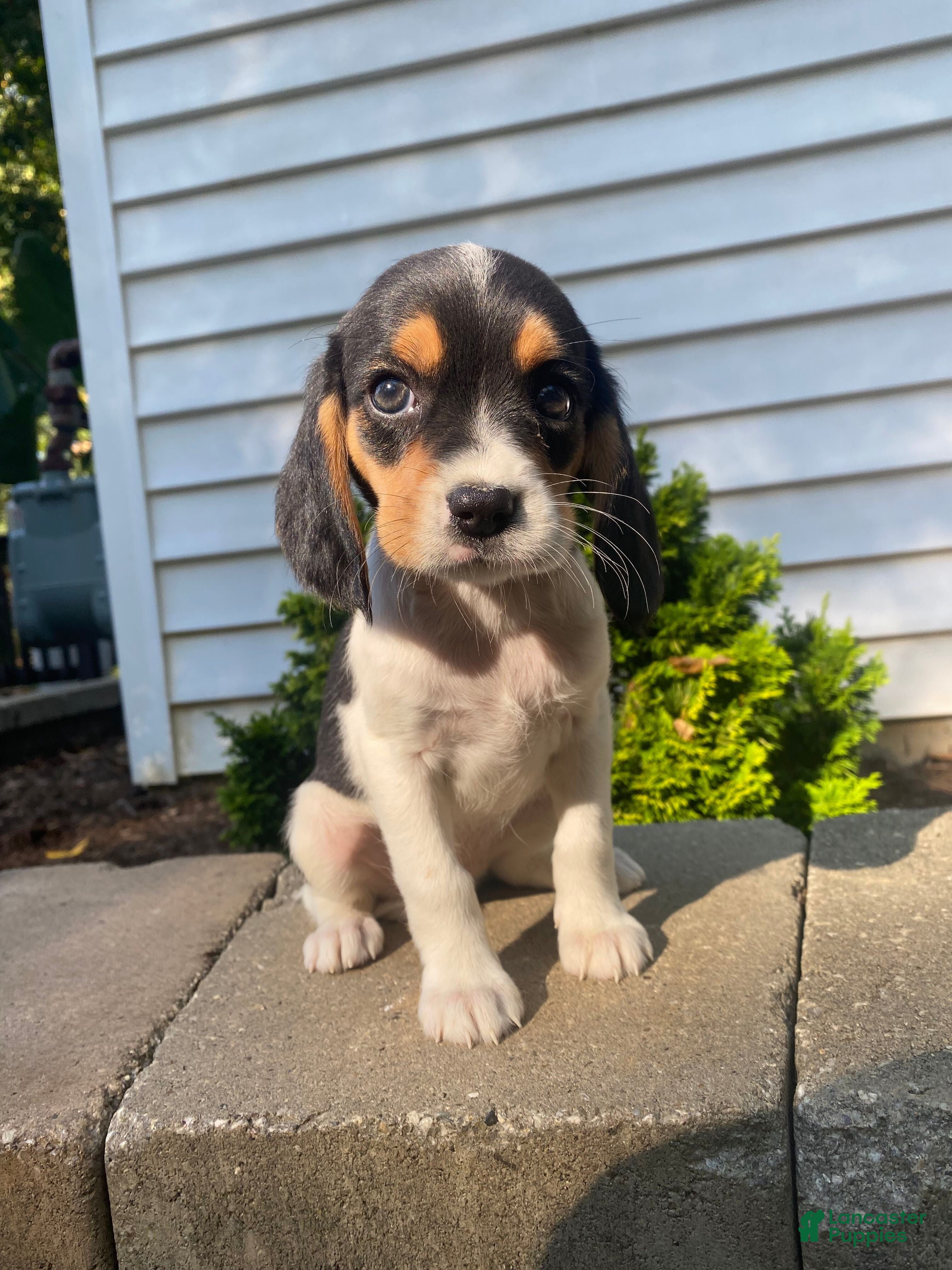 Dog Breed Beagle Cross Cavalier Puppies Beagle Cross Cavalier