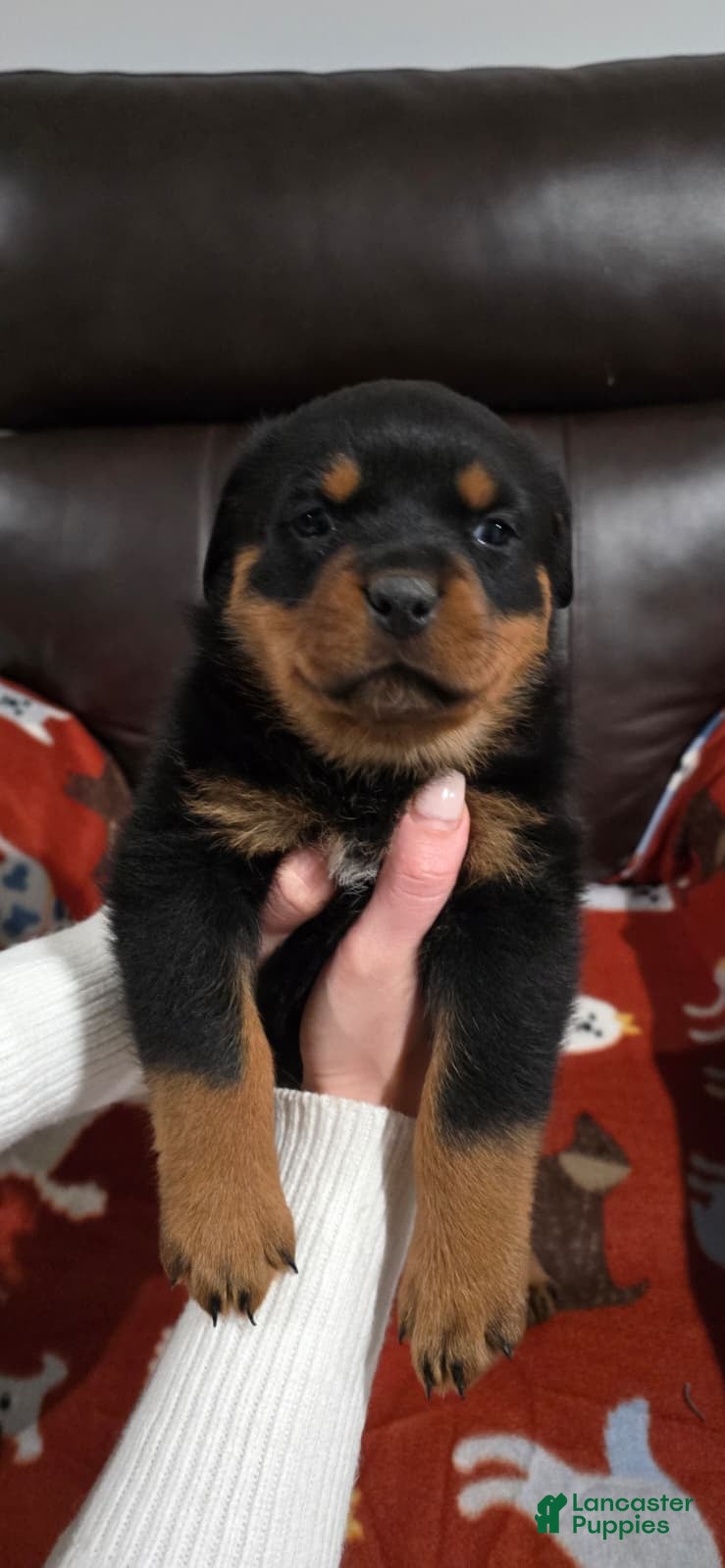 Rottweiler dogs Rottweiler Puppy 4 Purple Girl  - Ad 2