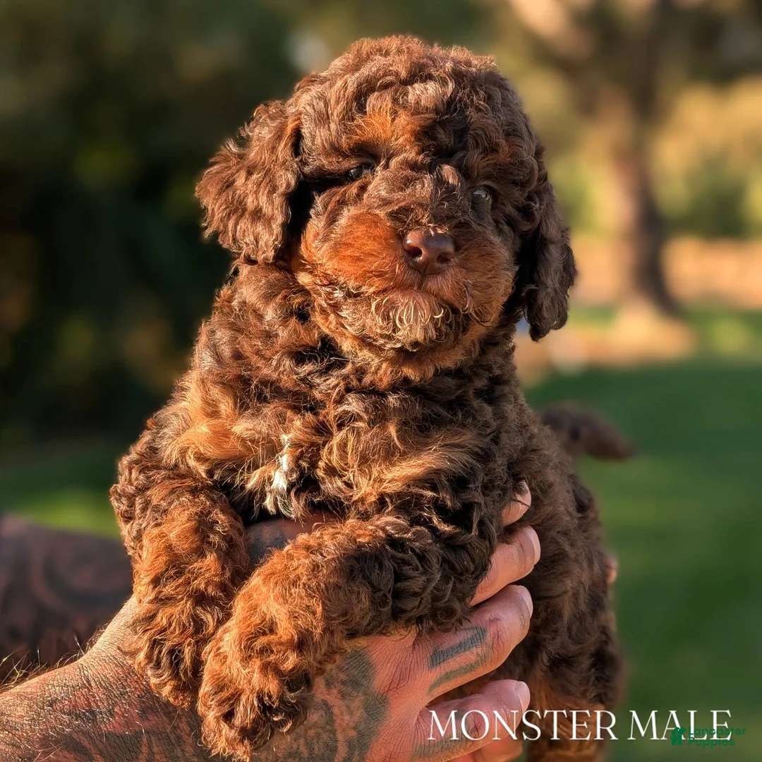 Mini Bernedoodle dogs for sale: MONSTER - Ad 1