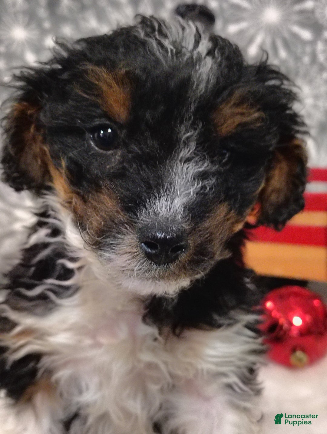 Mini Bernedoodle dogs for sale: Tiny Tim - Ad 1