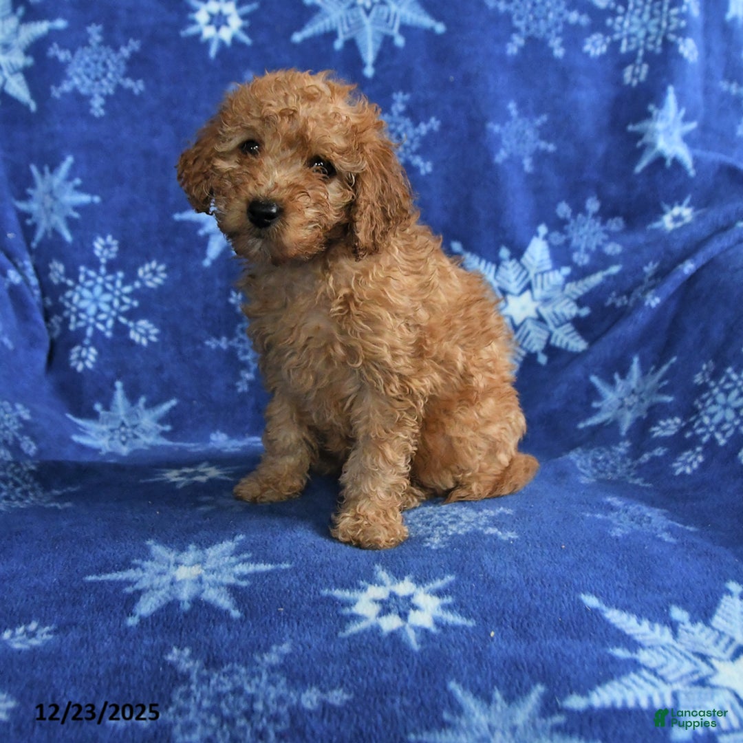 Mini Goldendoodle dogs for sale: Emma - Ad 1