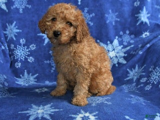 Mini Goldendoodle dogs for sale: Emma - Ad 1