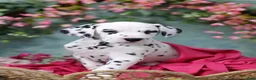 Dalmatian dogs for sale: Dalmatian Puppy 4 - Ad 1