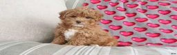Shihpoo dogs for sale: Paisley - Ad 3