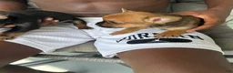 Mixed Breed dogs for sale: Brownie - Ad 3