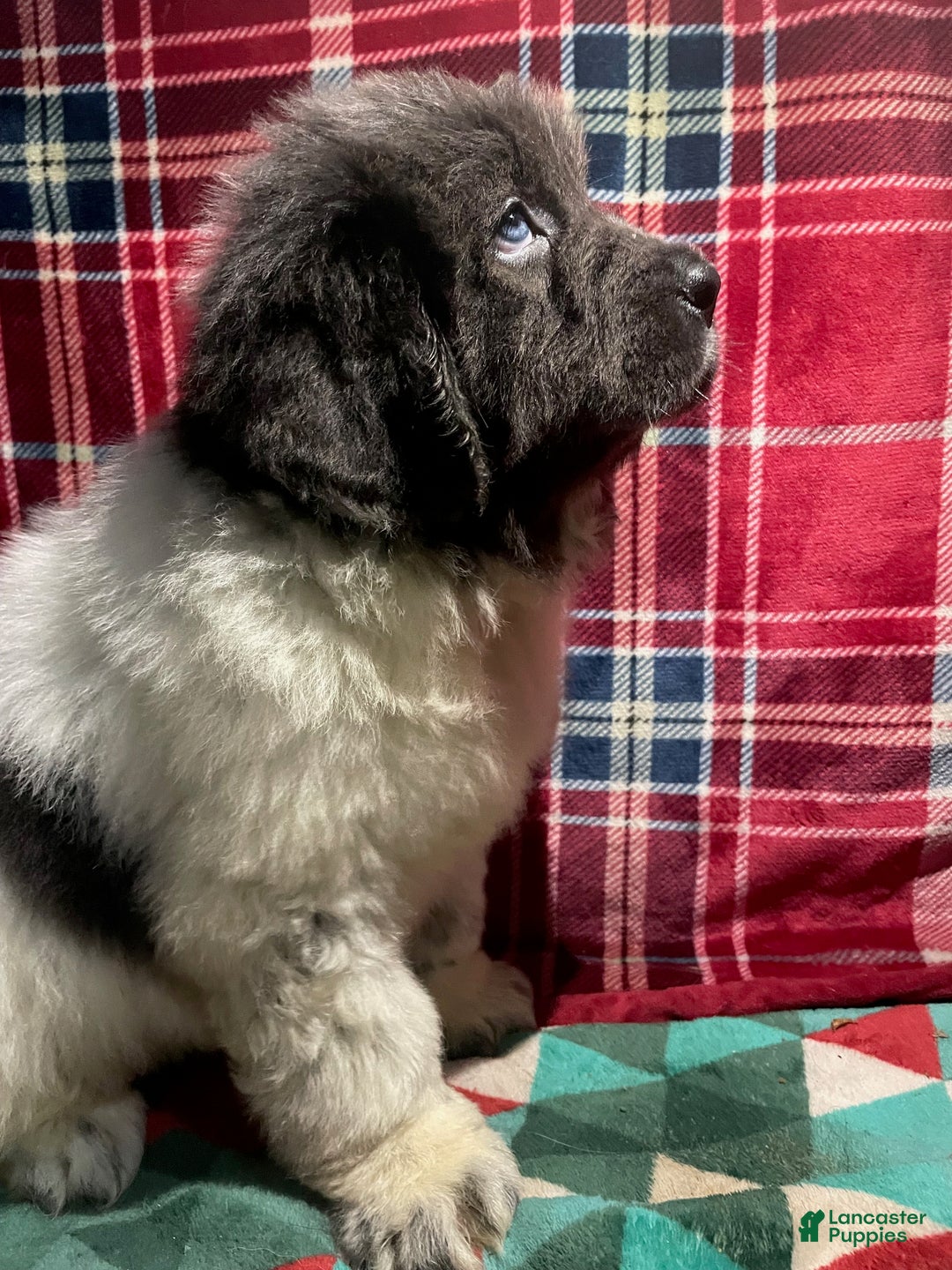 Newfoundland dogs for sale: Newfoundland Puppy 3 - Ad 14