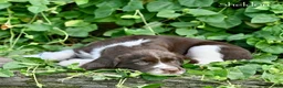 English Springer Spaniel dogs for sale: Sheldon  - Ad 4
