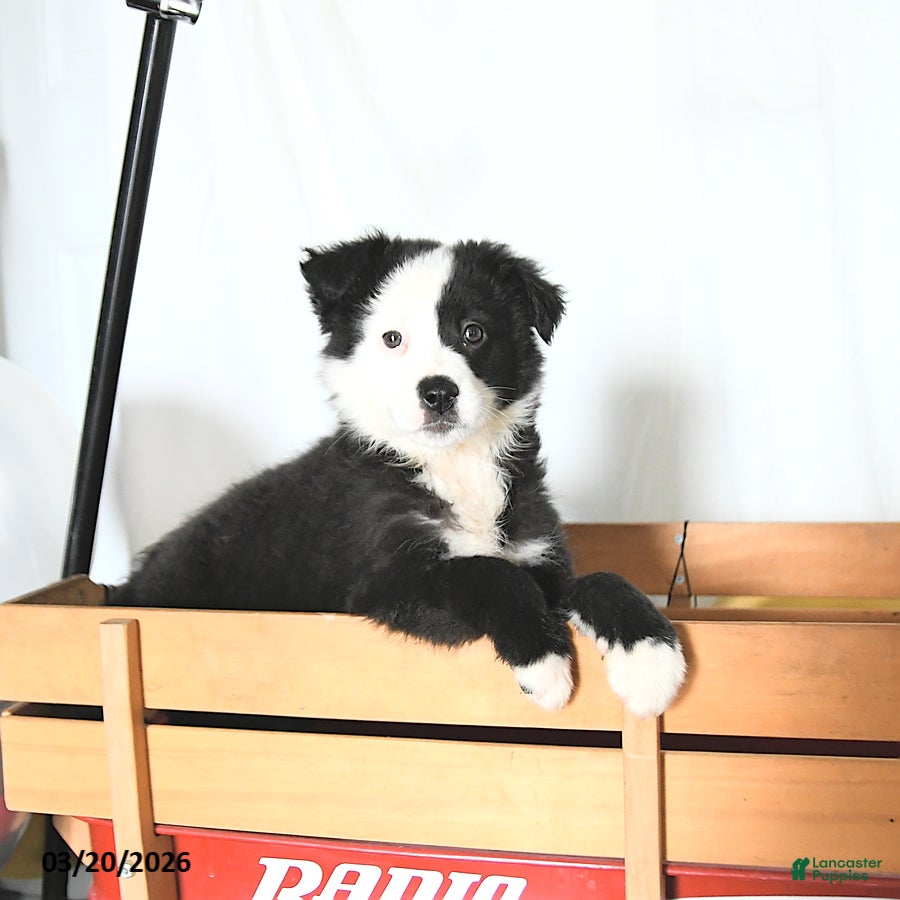 Border Collie dogs Freya - Ad 1