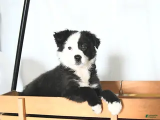 Border Collie dogs for sale: Freya - Ad 3
