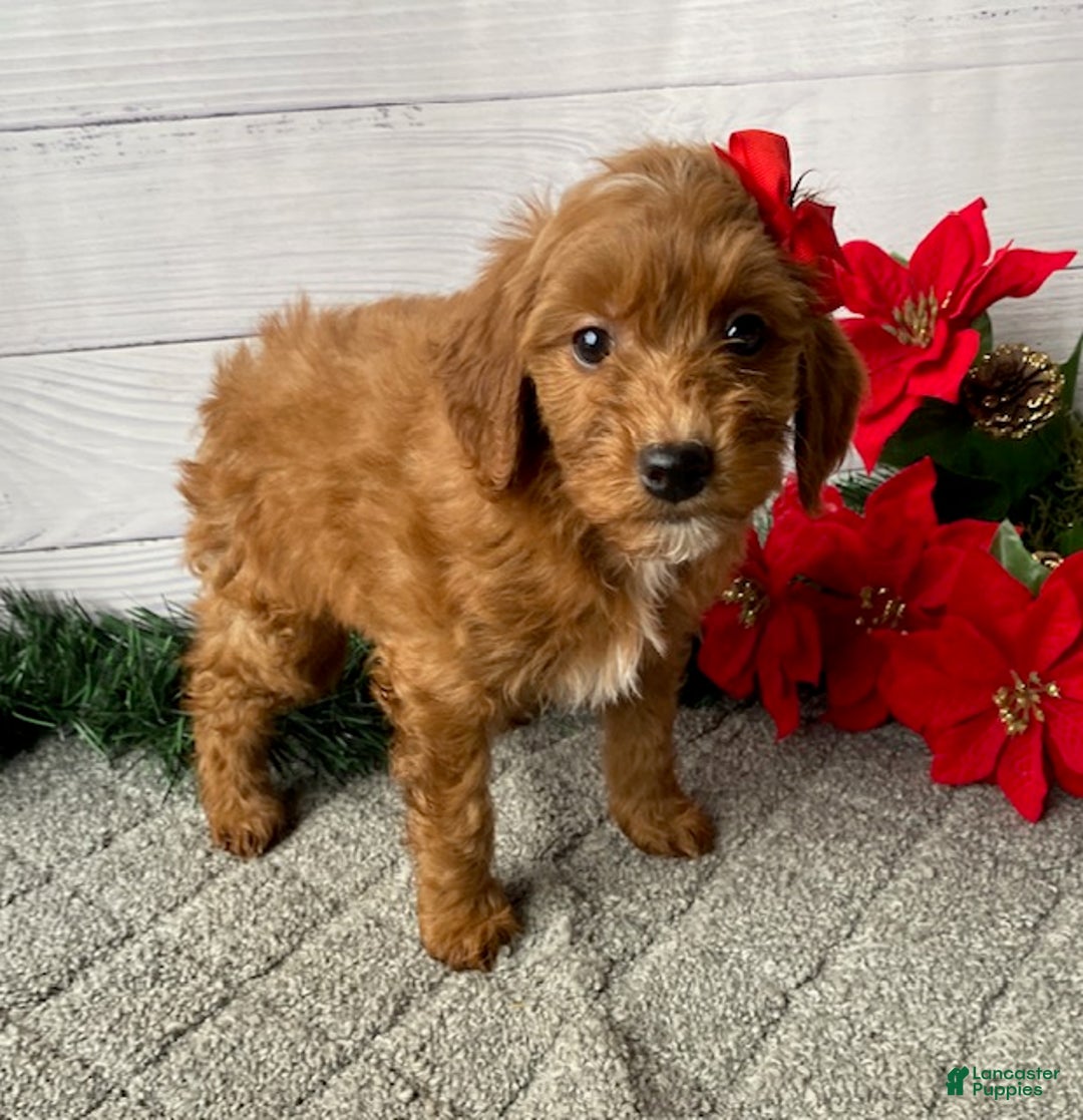 Mini Goldendoodle dogs for sale: Wendy - Ad 1