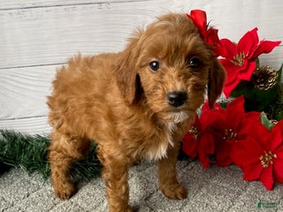 Mini Goldendoodle dogs Wendy - Ad 40