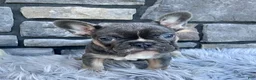 French Bulldog dogs for sale: Stella - Ad 1
