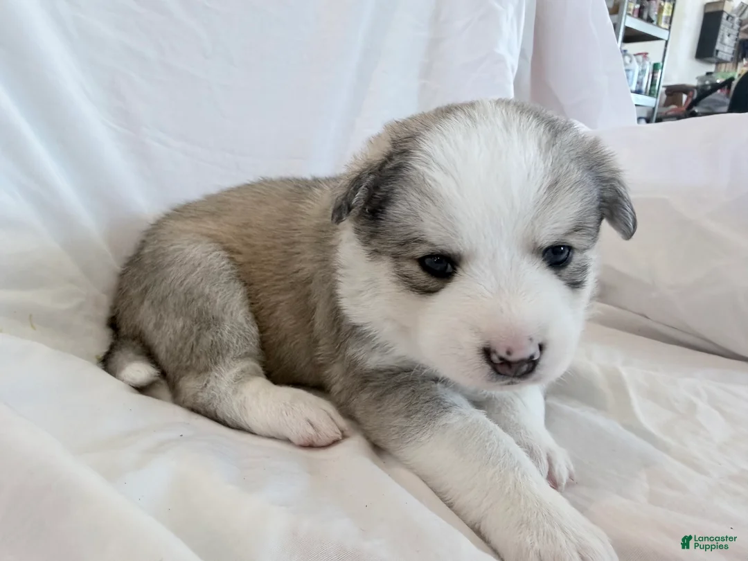 Pomsky dogs for sale: Hana - Ad 2