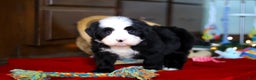 Bernedoodle dogs for sale: Charlie - Ad 5
