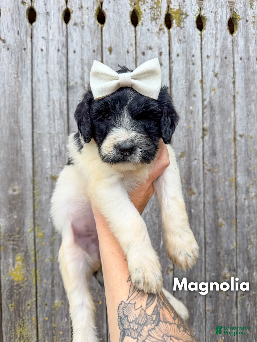 Goldendoodle dogs for sale: Magnolia - Standard F1b - Ad 2