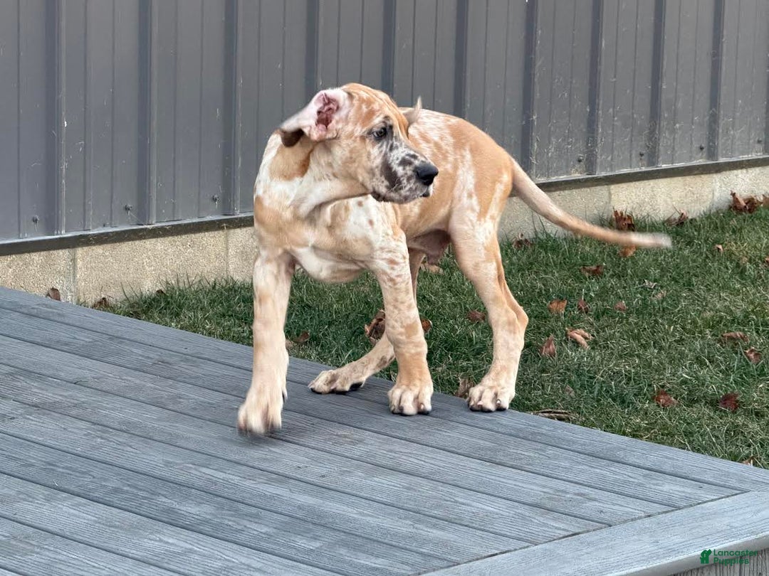 Great Dane dogs for sale: Steven - Ad 2