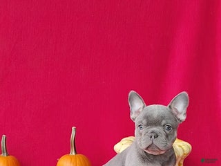 French Bulldog dogs - Ad 20
