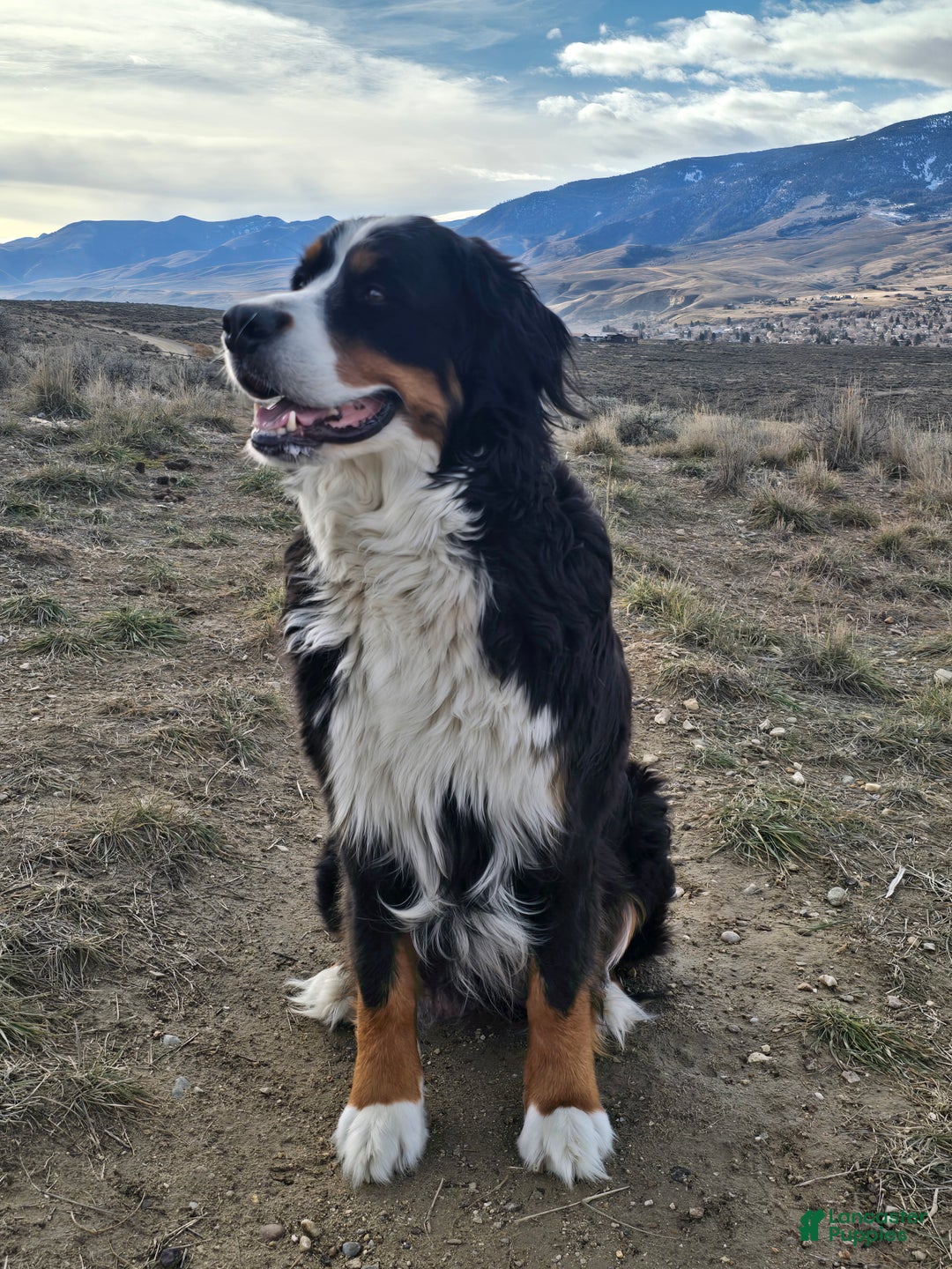 Bernese Mountain Dog dogs for sale: Red - Ad 6