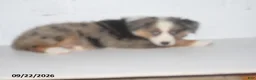 Australian Shepherd dogs for sale: Bronx - Ad 4