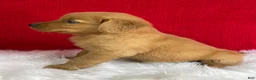 Golden Retriever dogs for sale: Bailey - Ad 3
