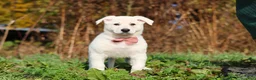 German Shepherd dogs for sale: Alice - Ad 3