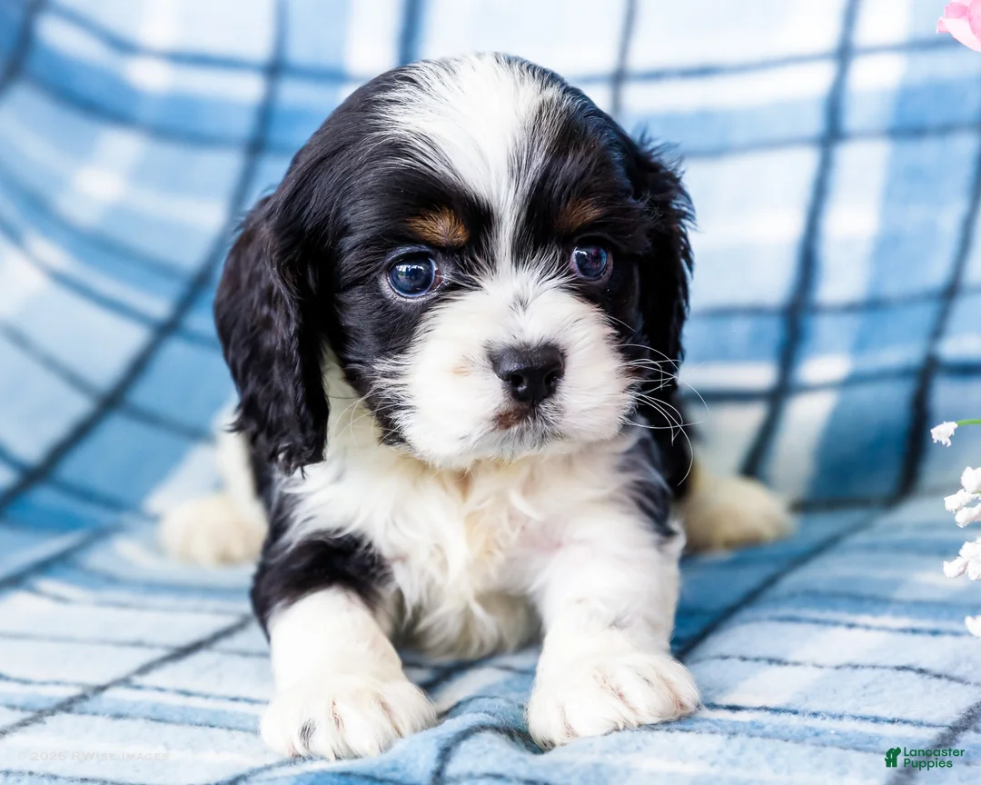 Mixed Breed dogs for sale: Joey - Ad 1