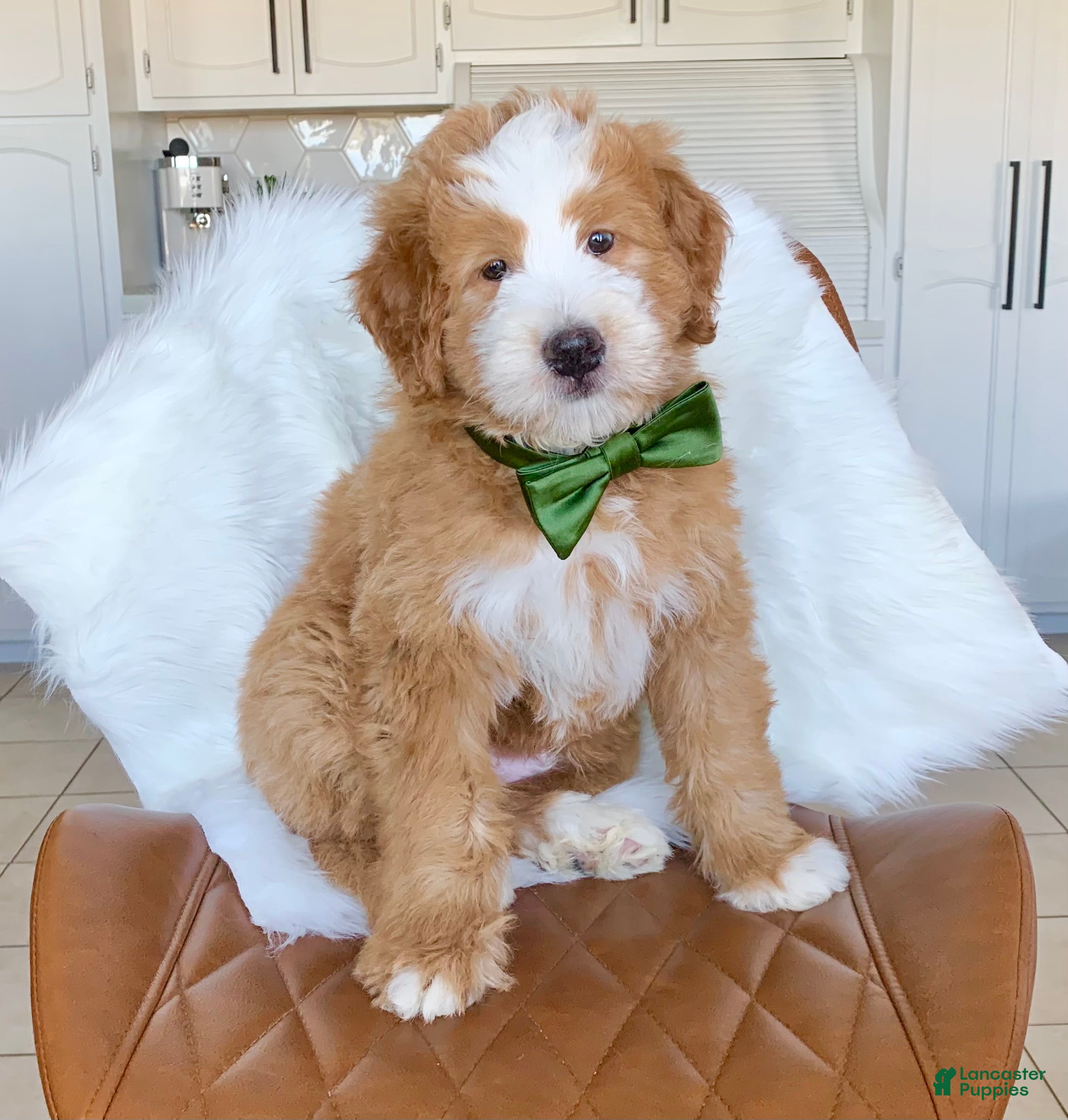 Bernedoodle dogs Cedar  - Ad 2