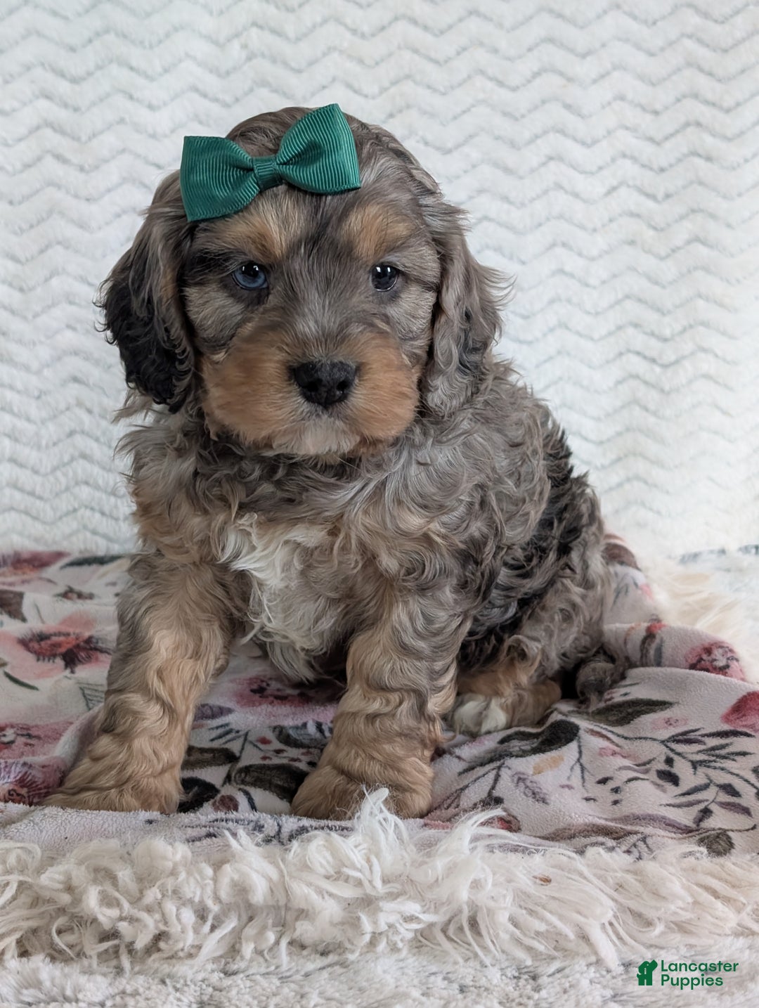 Cavapoo dogs for sale: Mickie - Ad 4