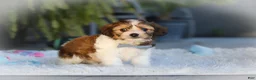Cavachon dogs for sale: Hayes - Ad 5