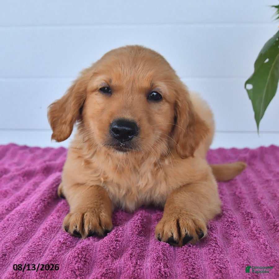 Golden Retriever dogs Candy - Ad 1