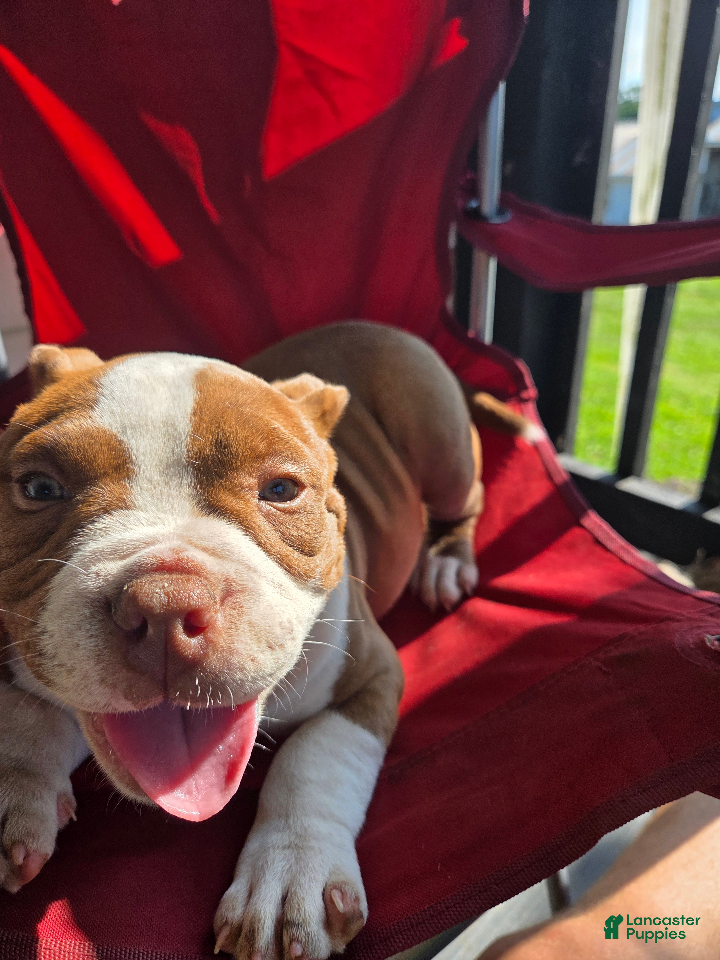 American Bully dogs Big Pun - Ad 30