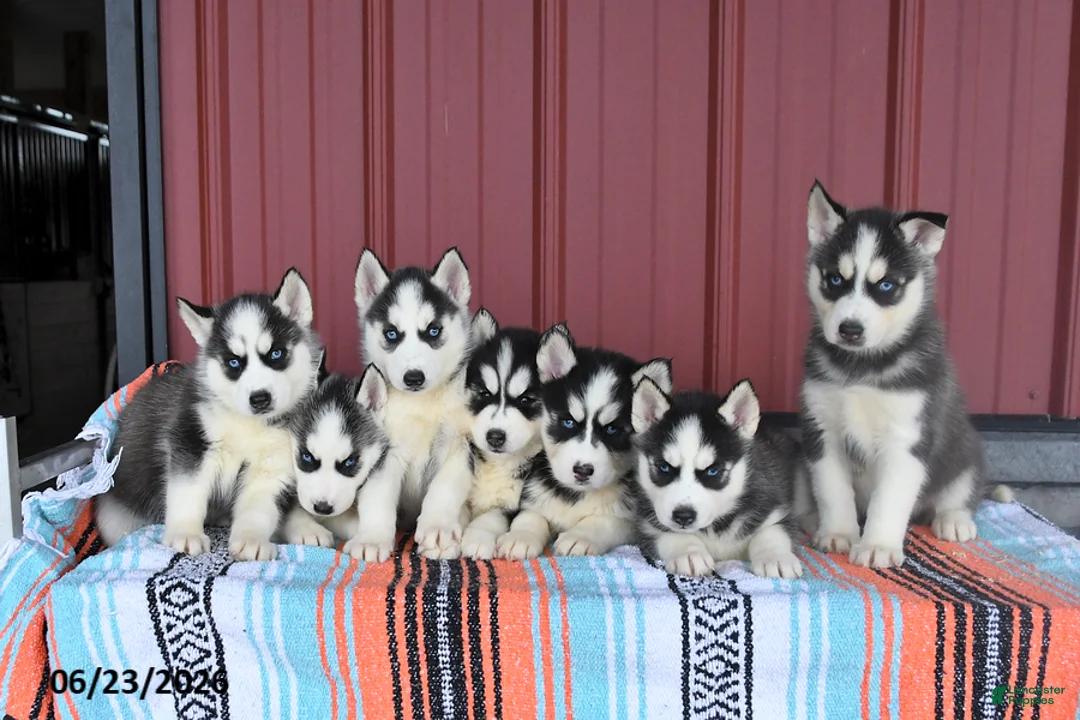 Siberian Husky dogs for sale: Shadow - Ad 5