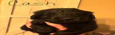 Newfoundland Puppy 6
