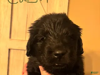Newfoundland dogs Newfoundland Puppy 6 - Ad 24