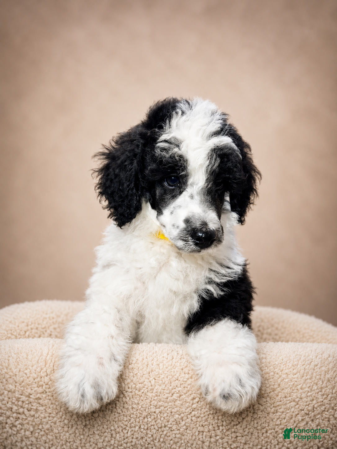 Miniature Poodle dogs Mini Poodle Yellow - Ad 2