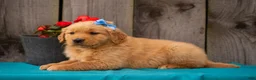 Golden Retriever dogs for sale: Tasha - Ad 4