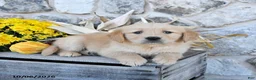 Golden Retriever dogs for sale: Daffodil - Ad 4