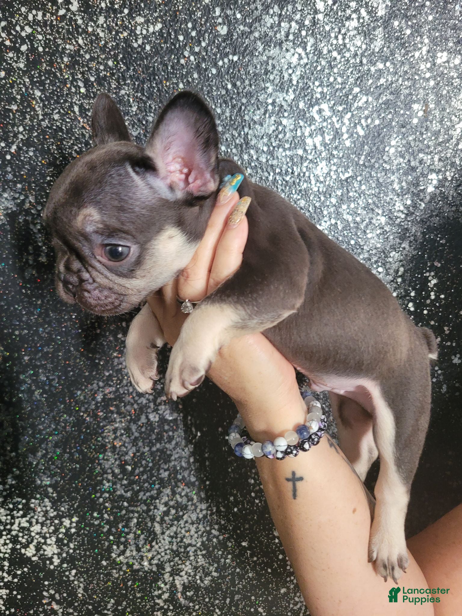 French Bulldog dogs French Bulldog 4 - Ad 31