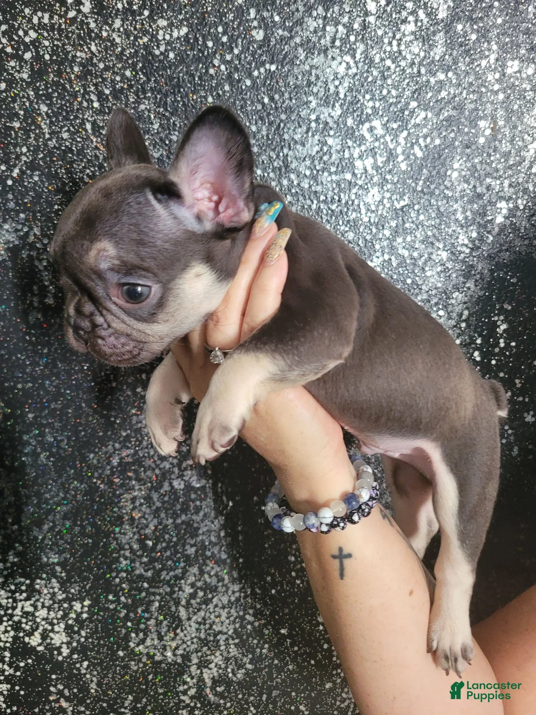French Bulldog dogs for sale: French Bulldog 4 - Ad 1