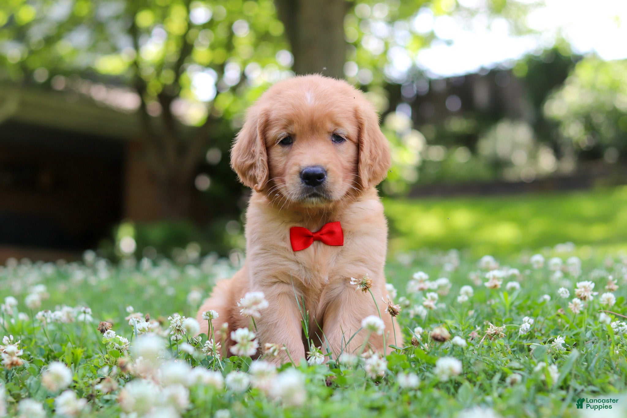 Golden Retriever dogs Charlie - Ad 1