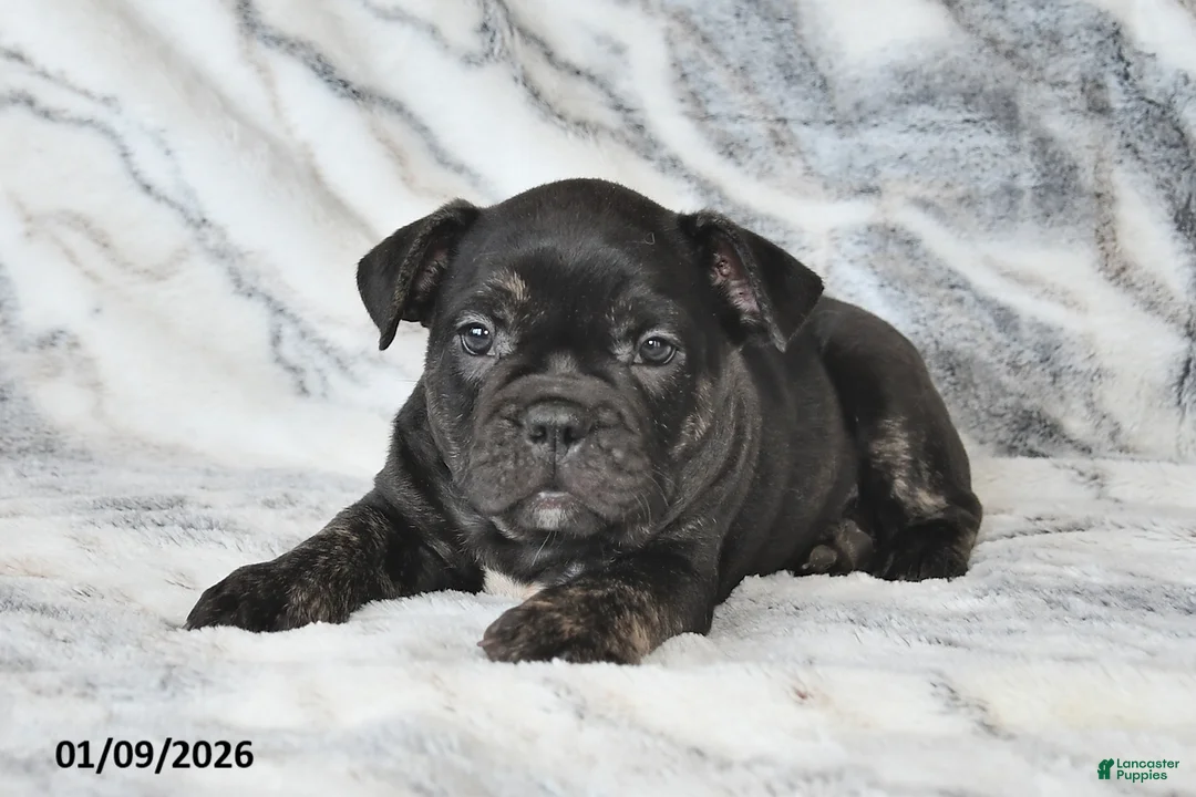 Mixed Breed dogs for sale: Nick - Ad 10