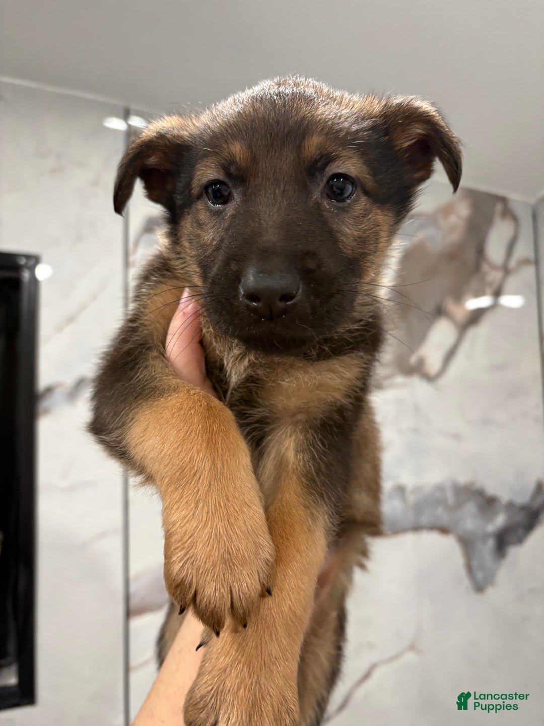 German Shepherd dogs for sale: German Shepherd Puppy 1 - Ad 4