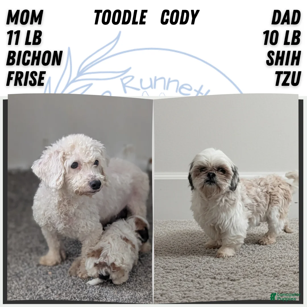 Teddy Bear dogs for sale: Gemma  - Ad 9