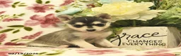 Pomsky dogs for sale: Blue  - Ad 1