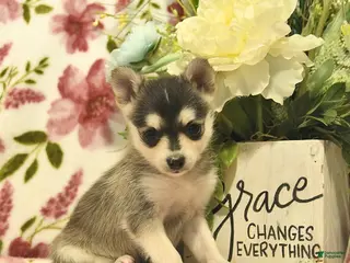 Pomsky dogs for sale: Blue - Ad 1