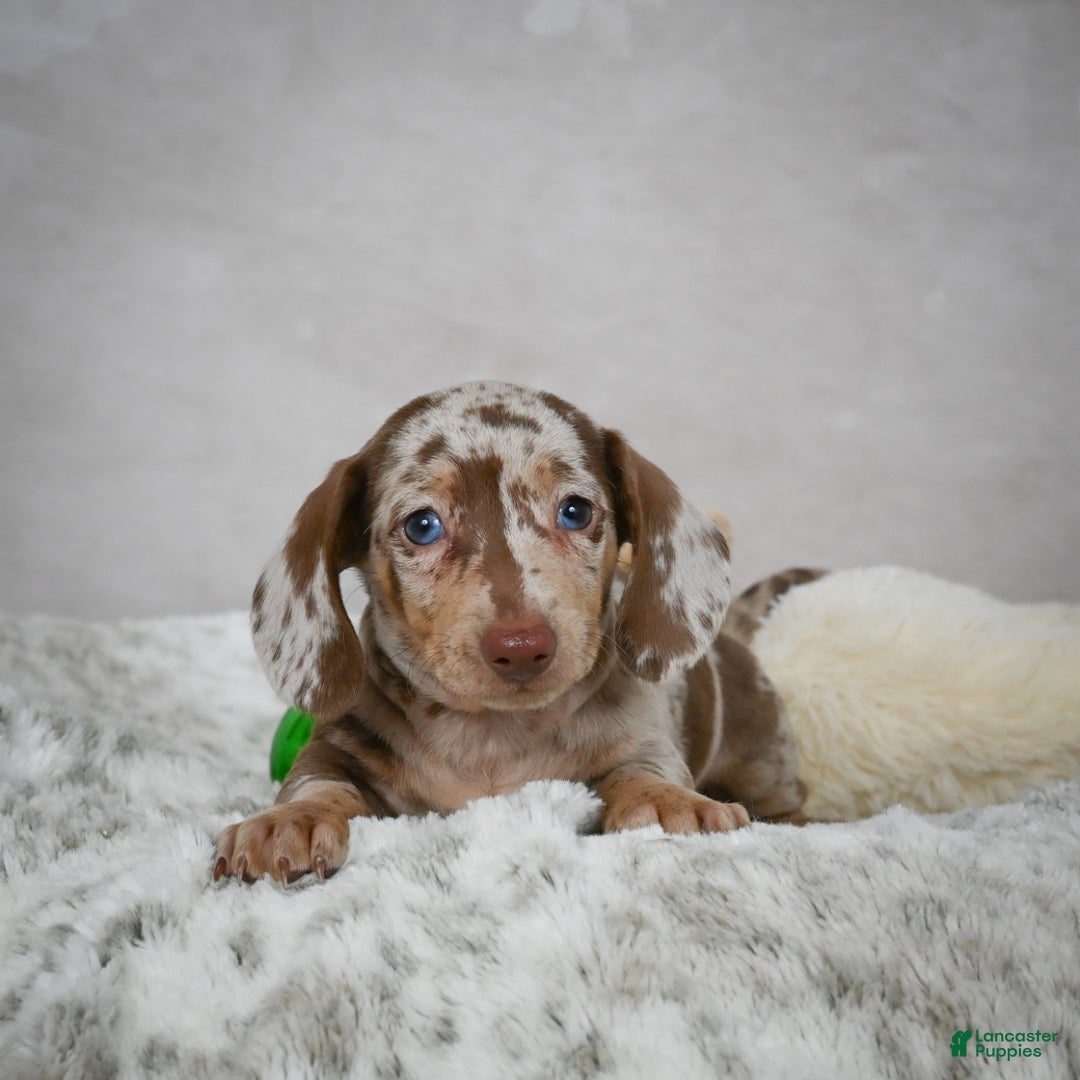 Miniature Dachshund dogs for sale: Hudson - Ad 2