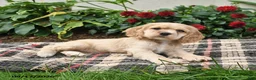 English Cocker Spaniel dogs for sale: Buttercup - Ad 2